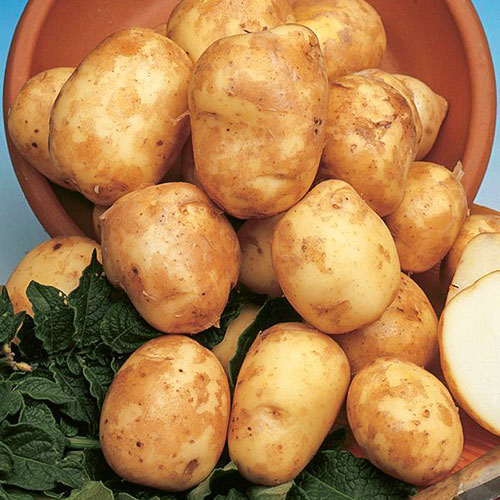 Картофель Восторг изображение 1 артикул 4528