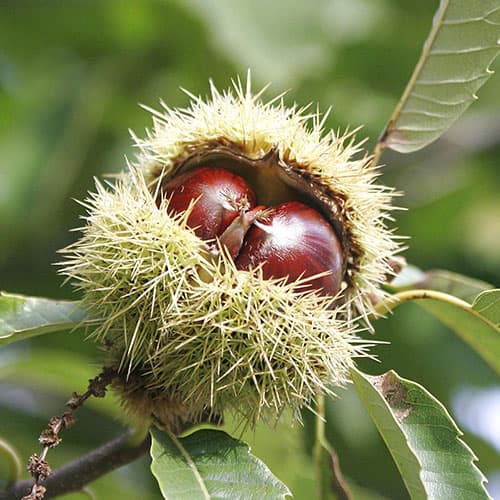 Каштан съедобный изображение 1 артикул 9232