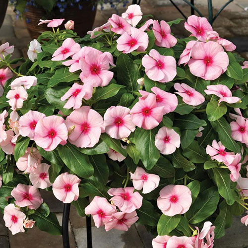 Катарантус Первоклассник F1 Premium Seeds изображение 1 артикул 83909