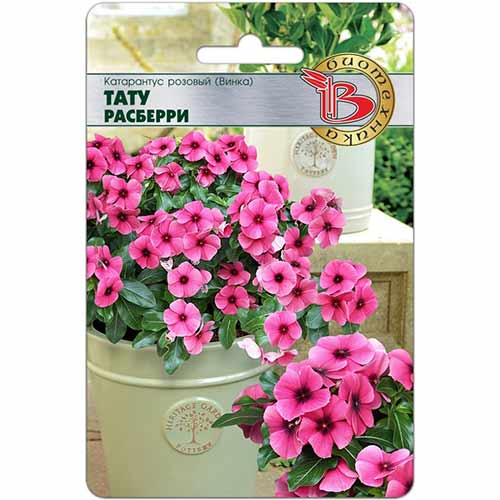 Катарантус (винка) розовый Тату Расберри Биотехника изображение 1 артикул 74833