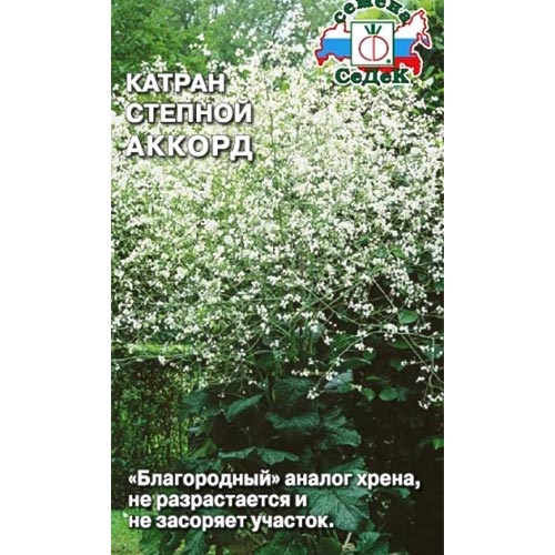 Катран (хрен) Аккорд, семена изображение 1 артикул 93407