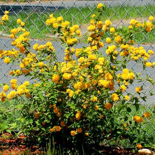 Керрия японская пестрая изображение 2 артикул 9527