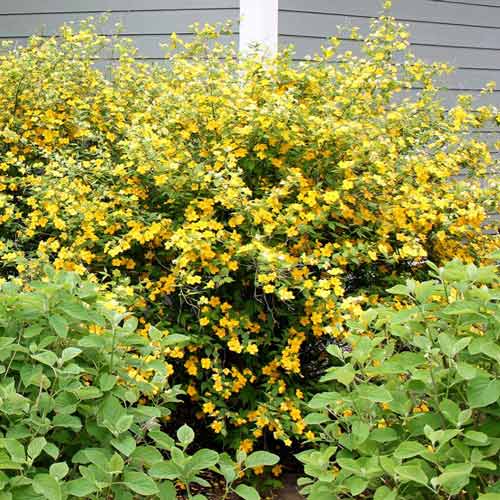 Керрия японская Голден Гвинея изображение 1 артикул 01106