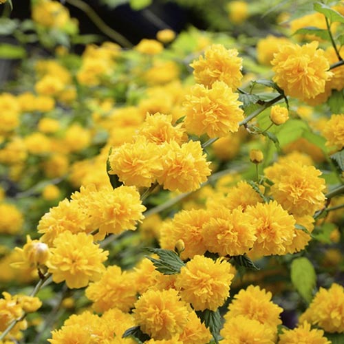 Керрия японская Пленифлора изображение 1 артикул 01107