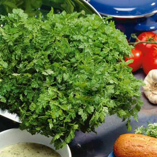 Кервель Ажурный, семена изображение 1 артикул 65906