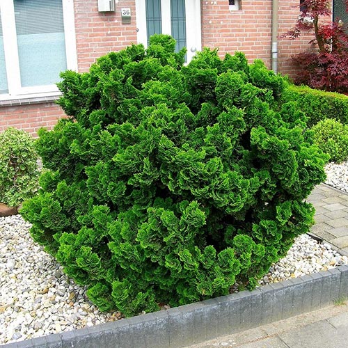 Кипарисовик тупой Нана Грацилис изображение 1 артикул 9403