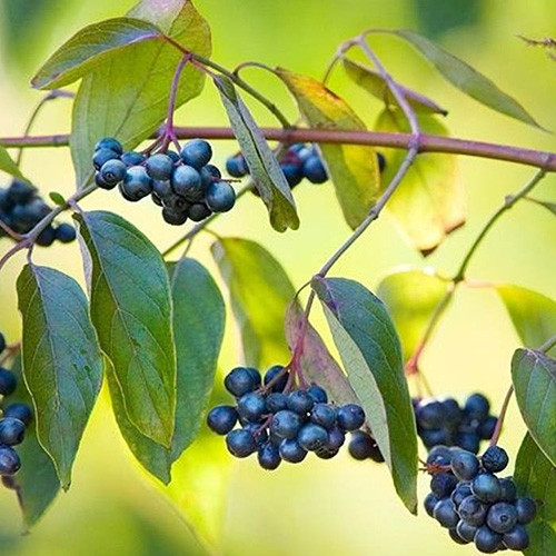 Дерен Блю Клауд изображение 1 артикул 3981