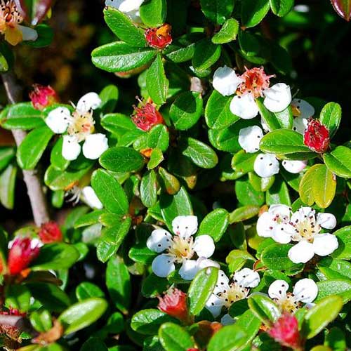 Кизильник Cкогольм изображение 1 артикул 01110