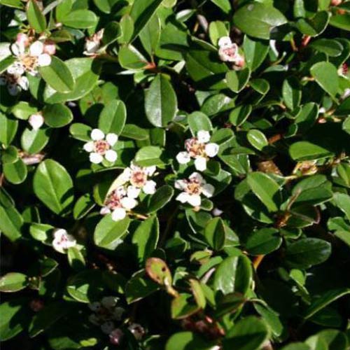 Кизильник Эйшольц изображение 1 артикул 01109