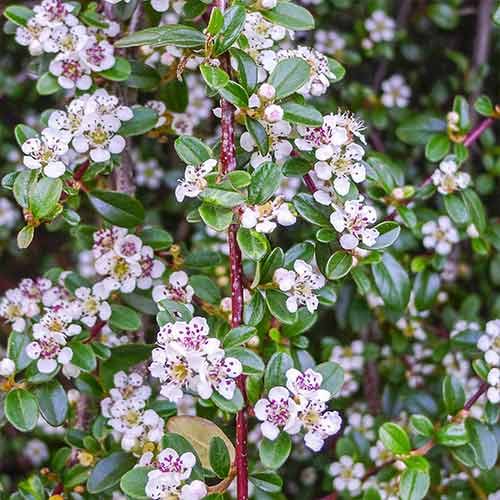 Кизильник Квин оф Карпет изображение 1 артикул 4756