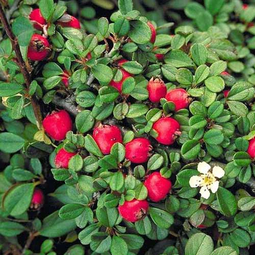 Кизильник Стреб'с Файндлинг изображение 1 артикул 01108