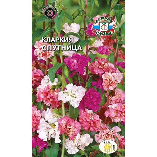Кларкия Спутница, смесь окрасок артикул фото 1 Кларкия Спутница, смесь окрасок изображение 1 артикул 93811