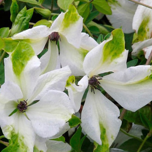 Клематис Альба изображение 1 артикул 01112