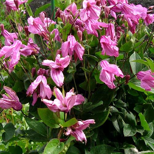 Клематис Аленушка изображение 1 артикул 01111