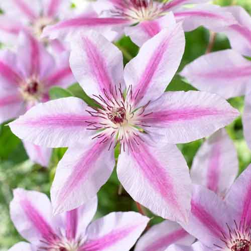 Клематис Andromeda изображение 1 артикул 1551