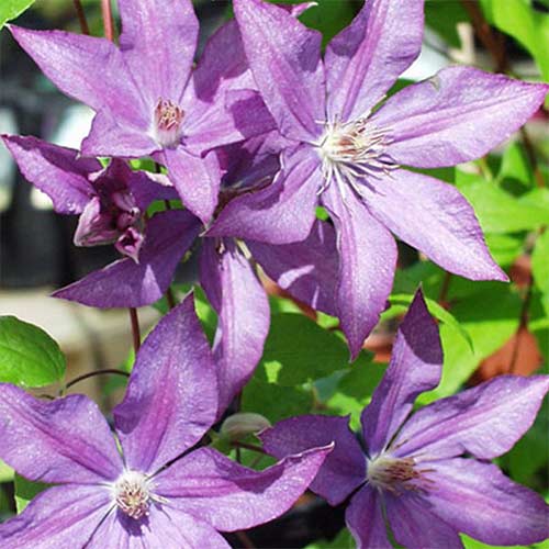 Клематис Багатель изображение 1 артикул 01129