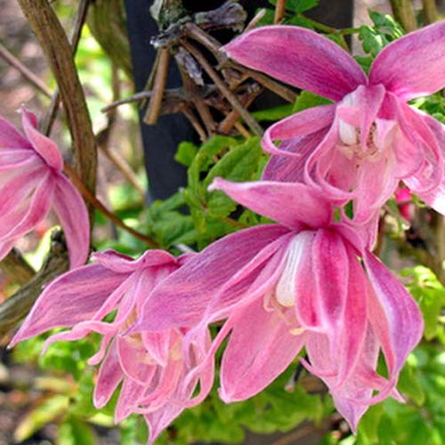 Клематис Балет Скет изображение 1 артикул 01113