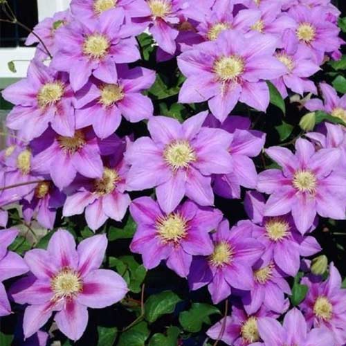 Клематис Барбара Джэкман изображение 1 артикул 01130