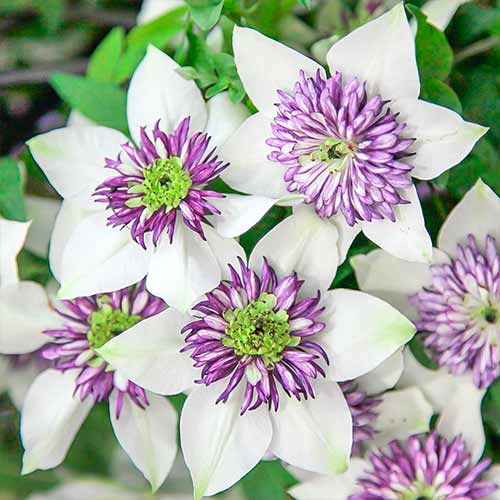 Клематис Биколор изображение 1 артикул 4757