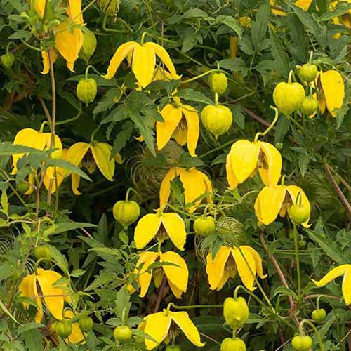 Клематис Билл Маккензи изображение 1 артикул 4118