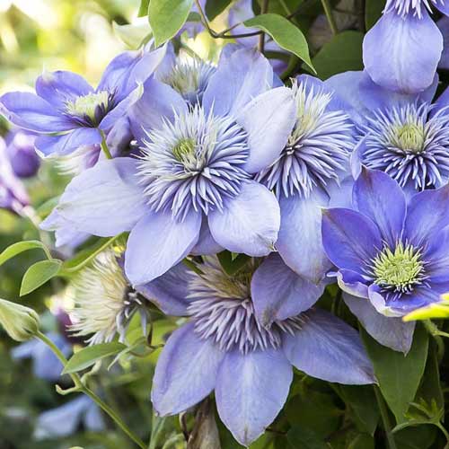 Клематис Блю Лайт изображение 1 артикул 01132