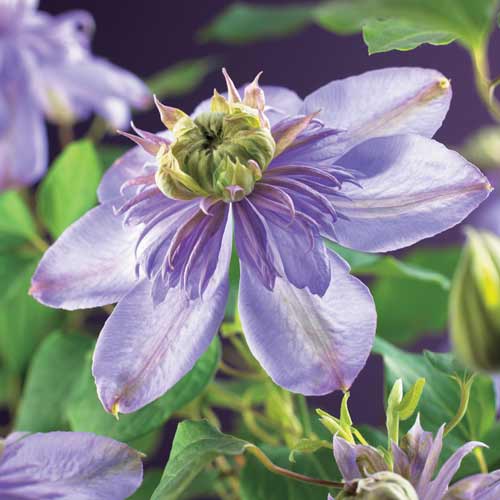 Клематис Блю Лайт изображение 3 артикул 01132