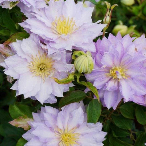 Клематис Дансинг Кинг изображение 1 артикул 01136