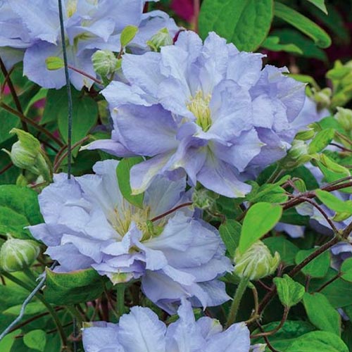 Клематис Даймонд Болл изображение 1 артикул 01135