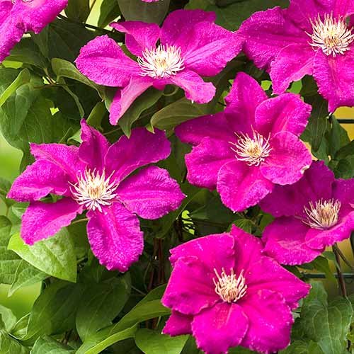 Клематис Эрнест Маркхем изображение 1 артикул 4762