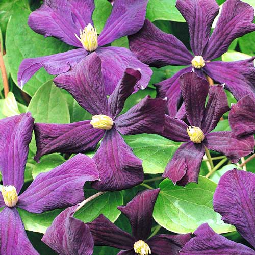 Клематис Этоли Виолетт изображение 1 артикул 2540
