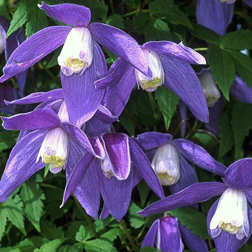 Клематис Фрэнки изображение 1 артикул 01124