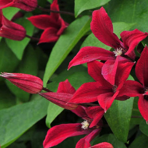 Клематис Гравети Бьюти изображение 1 артикул 01114