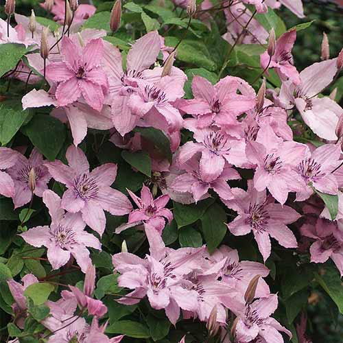 Клематис Хегли Хайбрид изображение 1 артикул 01161