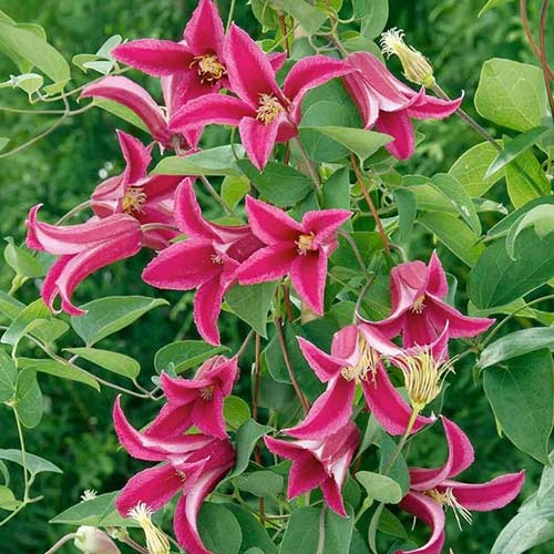 Клематис Хэппи Диана изображение 1 артикул 01125