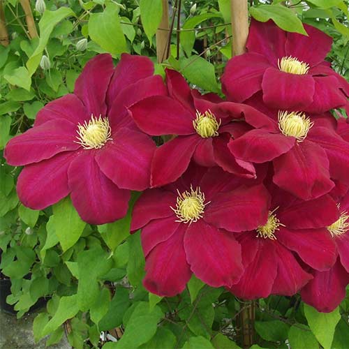 Клематис Хоши-но-Фламенко изображение 1 артикул 01162