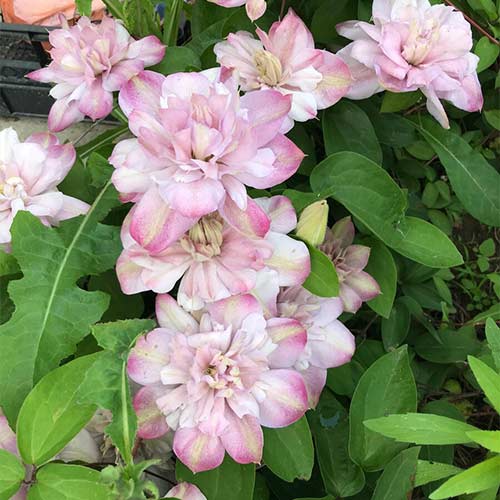 Клематис Инносент Блаш изображение 1 артикул 01138