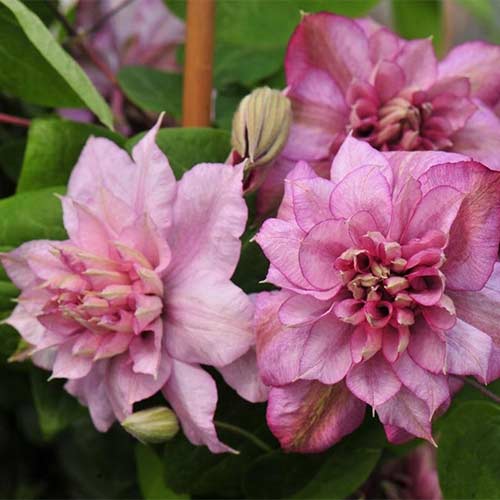 Клематис Инносент Глэнс изображение 1 артикул 01139