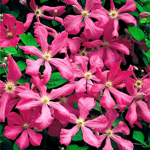 Клематис Кармазина изображение 1 артикул 2538