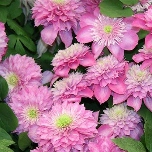 Клематис Кайзер изображение 1 артикул 01140