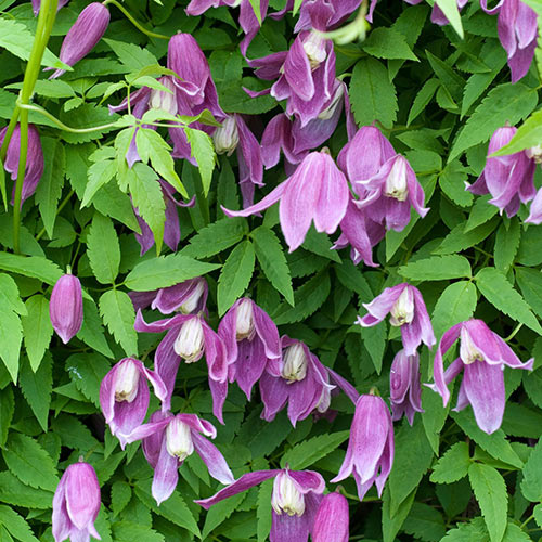 Клематис Констанс изображение 1 артикул 01115