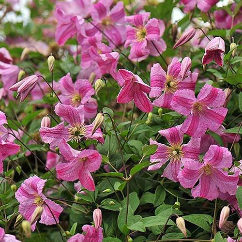 Клематис Краковяк изображение 1 артикул 01116