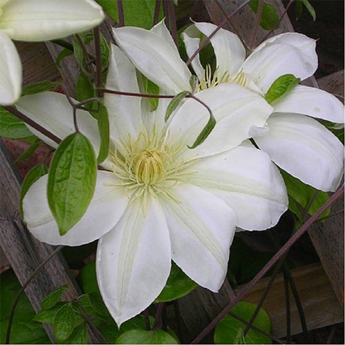 Клематис Lemon Chiffon изображение 1 артикул 4120