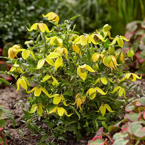 Клематис Литтл Лемонс изображение 1 артикул 01117