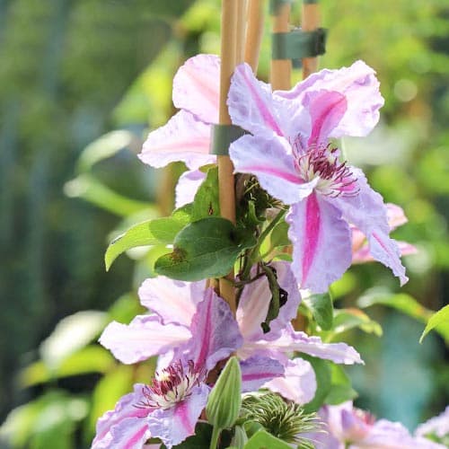 Клематис Миссис Н. Томпсон изображение 1 артикул 9061