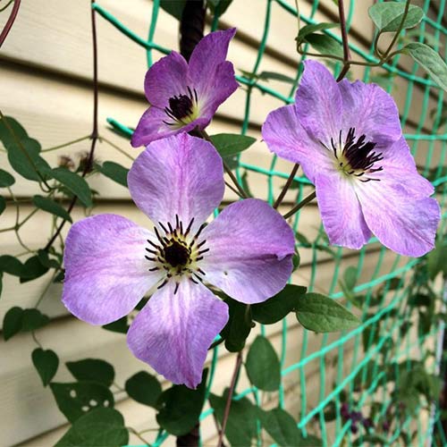 Клематис Монинг Скай изображение 1 артикул 01144