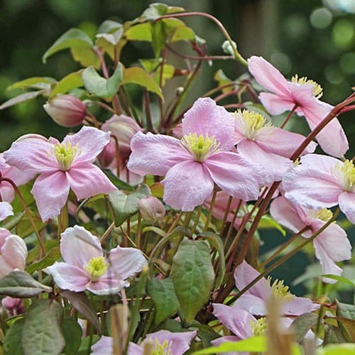 Клематис горный Рубенс изображение 1 артикул 9052