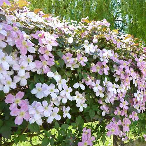 Клематис горный Грандифлора изображение 1 артикул 2593