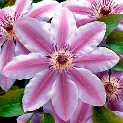 Клематис Нелли Мозер изображение 2 артикул 9054