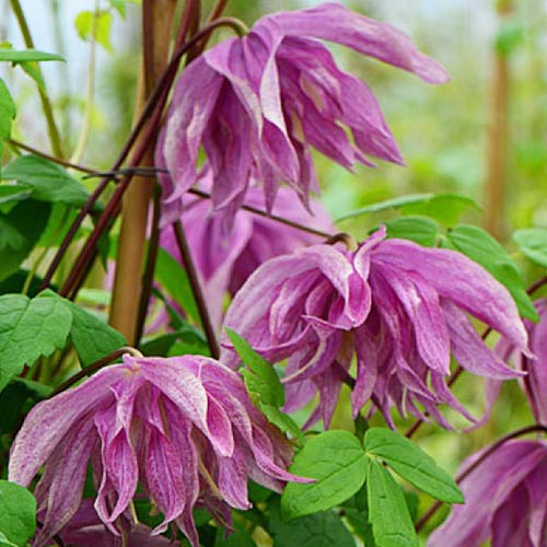 Клематис Пепл Дрим изображение 1 артикул 01119