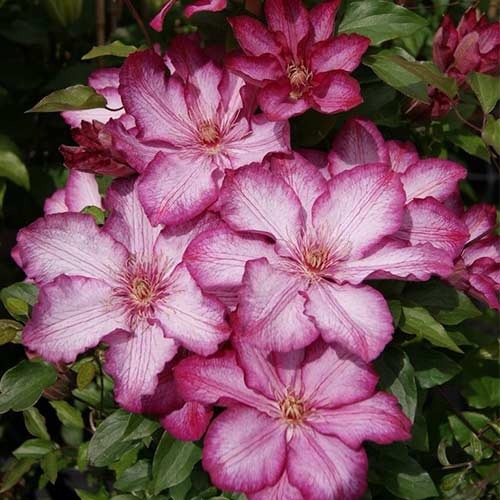 Клематис Пикоти изображение 1 артикул 01148